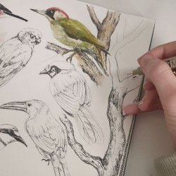 Zestaw dla Średniaka Velvet Ornithology - Kocyk i Poduszka