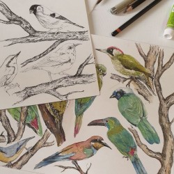 Zestaw Przedszkolaka Ornithology